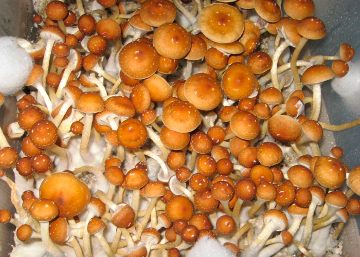 Что известно об употреблении грибов в прошлом