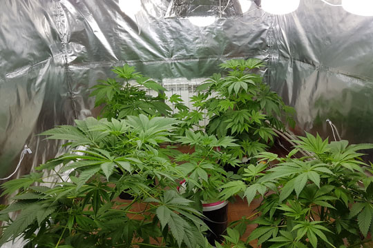 выращивание марихуану в домашних условиях