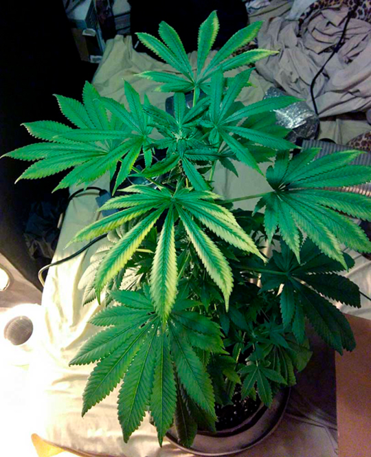марихуана в месяц роста