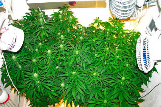 Выращивание марихуаны в домашних условиях в гроубоксе когда переводить марихуану на цветение