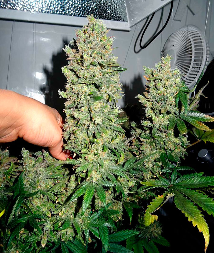 как выращивать шишки марихуаны