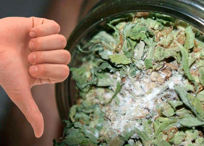 Можно ли употреблять марихуану после заражения плесенью и грибком