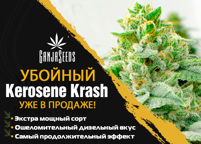 Kerosene Krash: Самый мощный сорт марихуаны для любимых клиентов!