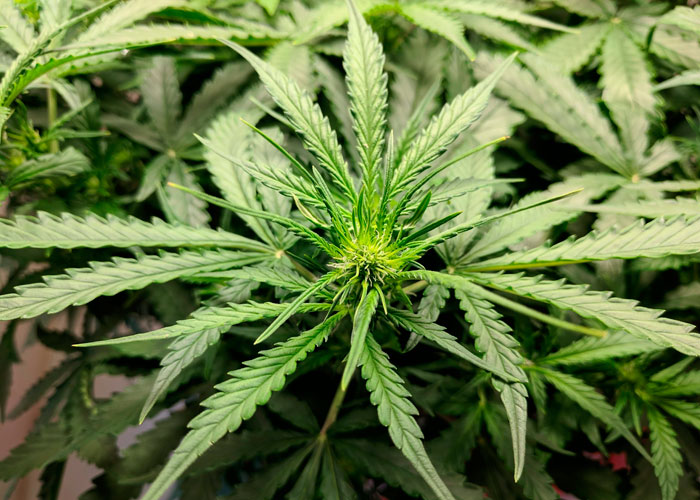 Первое появление конопли статус марихуаны в грузии