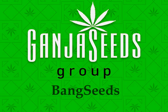 Оптовые цены на семена конопли BangSeeds