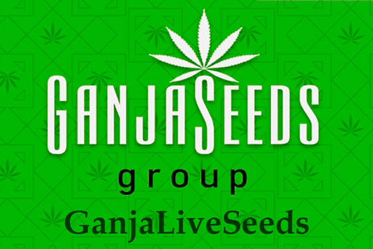 Оптовые цены на семена конопли GanjaLiveSeeds