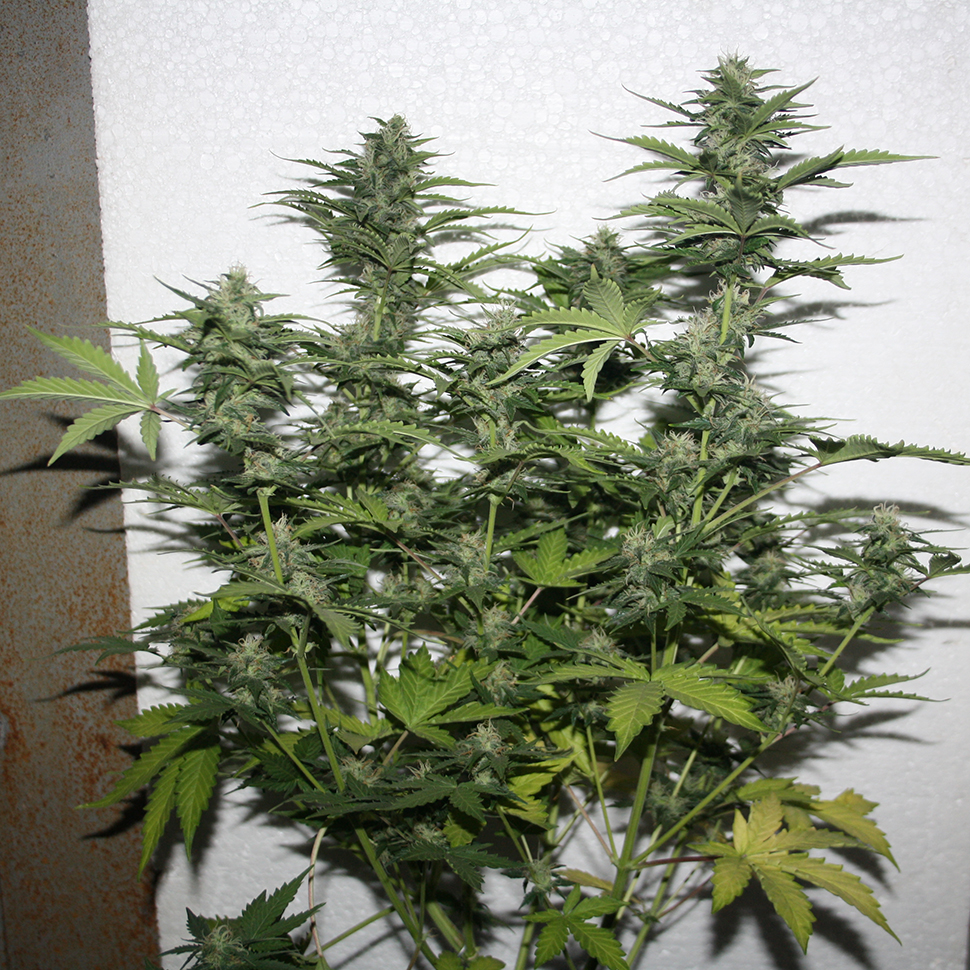 White Widow feminised