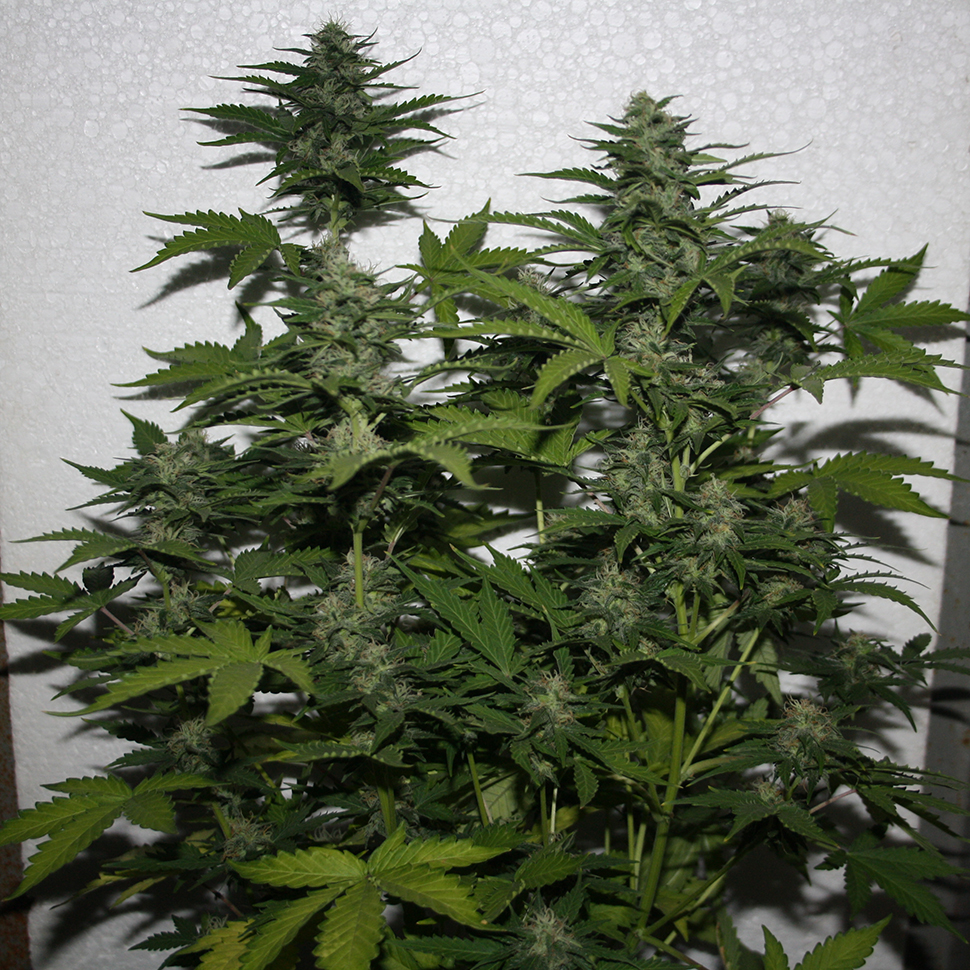 White Widow feminised