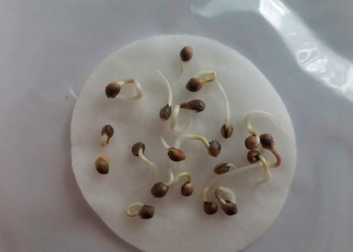 Как прорастит семена конопляные марихуана в домашних у фото
