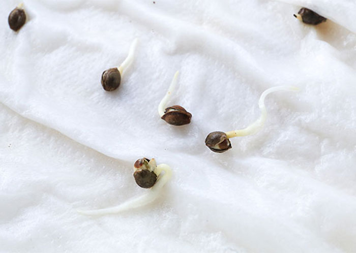 Проращивание семян конопли в бумажном полотенце