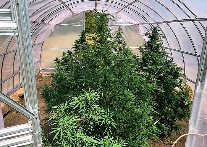 Пошаговое выращивание марихуаны вырастить коноплю на гидропонике дома