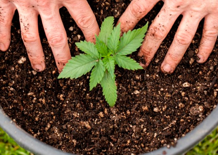 Как растить рассаду конопли гашиш отличается марихуаны