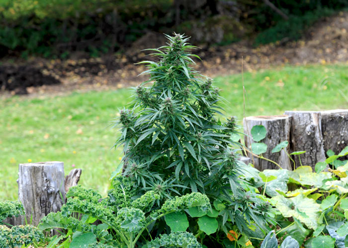 Как вырастить коноплю в огороде при употреблении марихуаны