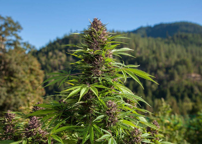 Как вырастить коноплю из дички в какой почве выращивать марихуану