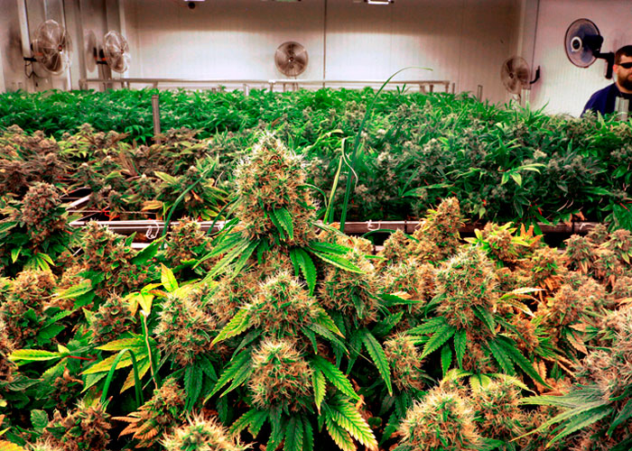 Сбор урожая марихуаны