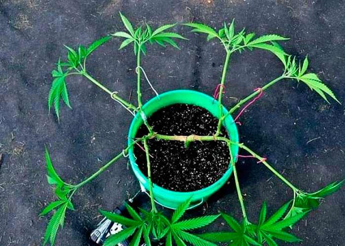 выращивание марихуаны рассада