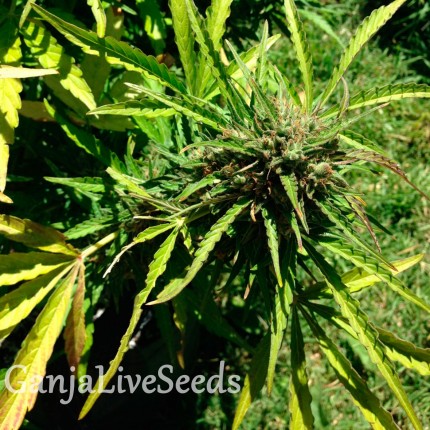 Auto Somango feminised Ganja Seeds