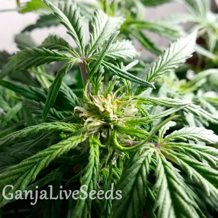 Auto Somango feminised Ganja Seeds