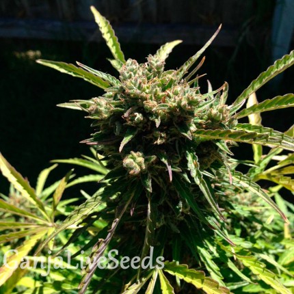 Auto Somango feminised Ganja Seeds