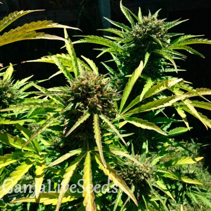 Auto Somango feminised Ganja Seeds
