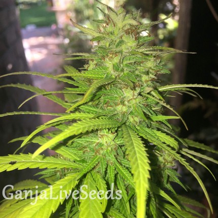 Auto Mango feminised GanjaLiveSeeds
