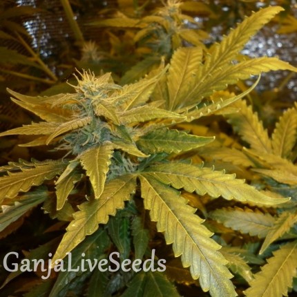 Auto MaxiGom feminised GanjaLiveSeeds
