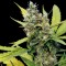 семена конопли Honey B feminised Ganja Live Seeds