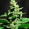 Семена марихуаны Auto Fast Bud #2 feminised Ganja Seeds