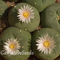 Lophophora echinata var. diffusa
