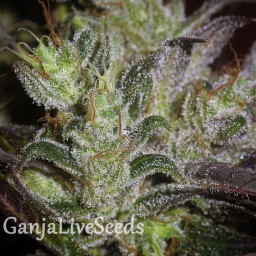 Early Durban feminised GanjaLiveSeeds