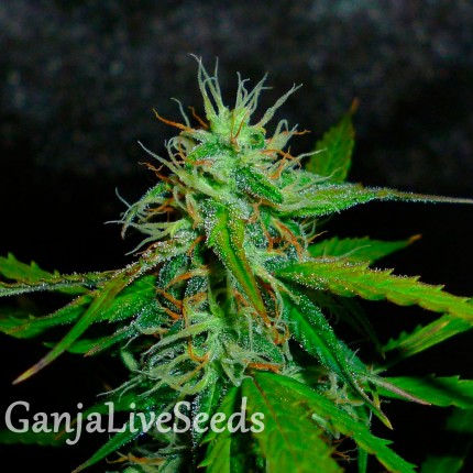 Auto Jack Herer feminised Ganja Seeds