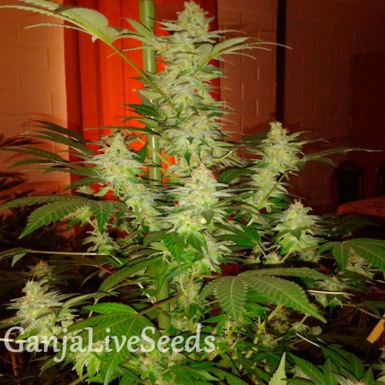 Auto Jack Herer feminised Ganja Seeds