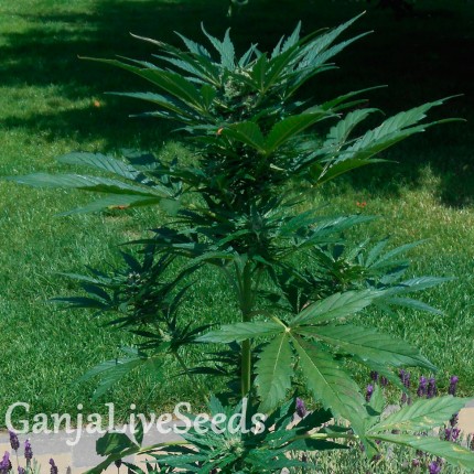 Auto Jack Herer feminised Ganja Seeds