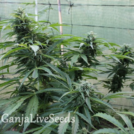 Auto Jack Herer feminised Ganja Seeds
