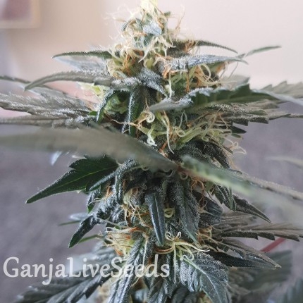 Auto Mazar feminised GanjaLiveSeeds