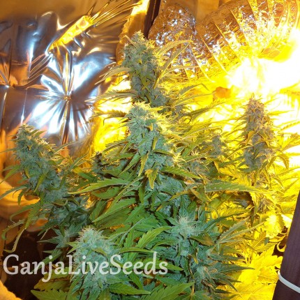 Auto Easy Ryder feminised Ganja Seeds