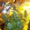 семена конопли марихуаны Auto​ Easy Ryder feminised Ganja Seeds