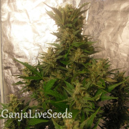 Auto Easy Ryder feminised Ganja Seeds