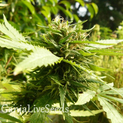 Exodus Cheese feminised GanjaLiveSeeds