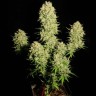 семена конопли Auto Chronic feminised Ganja Seeds