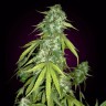 семенам конопли Auto Chronic feminised Ganja Seeds