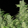купить семена конопли Auto Chronic feminised Ganja Seeds