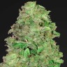 купить семенам конопли Auto Chronic feminised Ganja Seeds