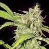 магазин семян конопли Auto Chronic feminised Ganja Seeds