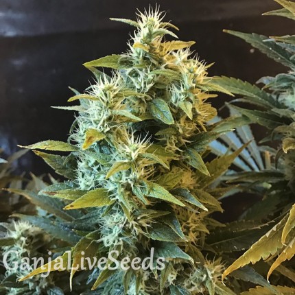Power Africa feminised GanjaLiveSeeds