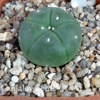 Lophophora williamsii var. refugio
