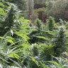 семена конопли интернете Auto The Ultimate CBD feminised Ganja Seeds
