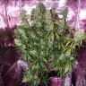 заказать семена конопли Auto The Ultimate CBD feminised Ganja Seeds