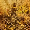 семена конопли наложенным Auto The Ultimate CBD feminised Ganja Seeds