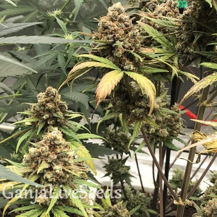 Auto Super Bud feminised Ganja Seeds